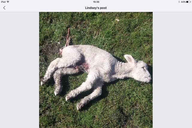 One of the dead lambs killed by a dog in a horrific attack at a farm in Burnley